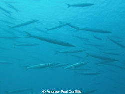 big ggest shoal of Barracuda I´´ve ever see.
 by Andrew Paul Cunliffe 